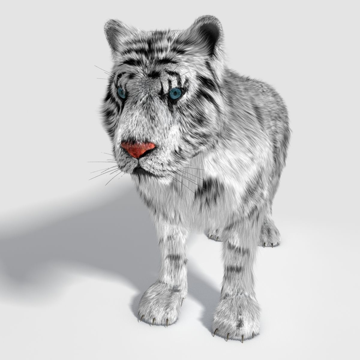 Siberian White Tiger v1 Low-poly 3D model_2