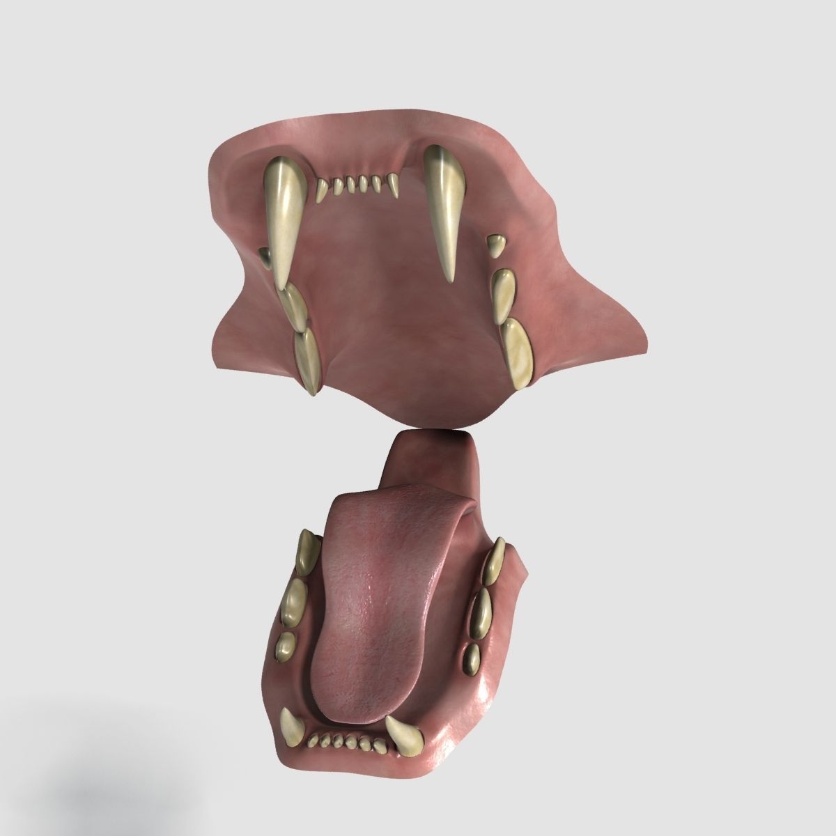 Siberian White Tiger v1 Low-poly 3D model_5