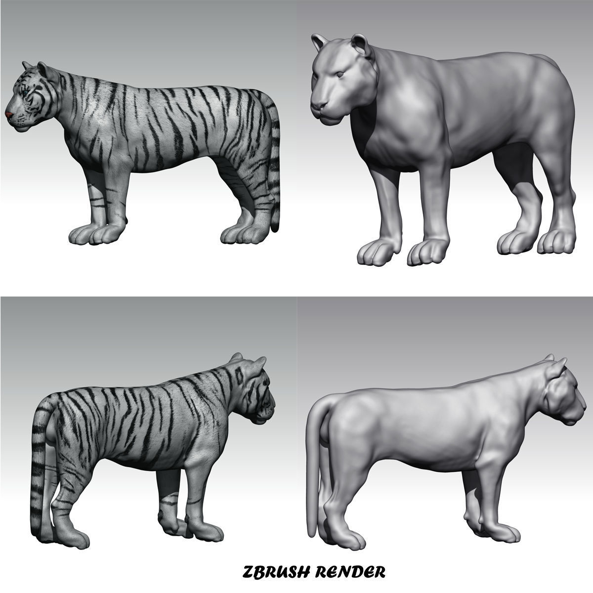 Siberian White Tiger v1 Low-poly 3D model_6
