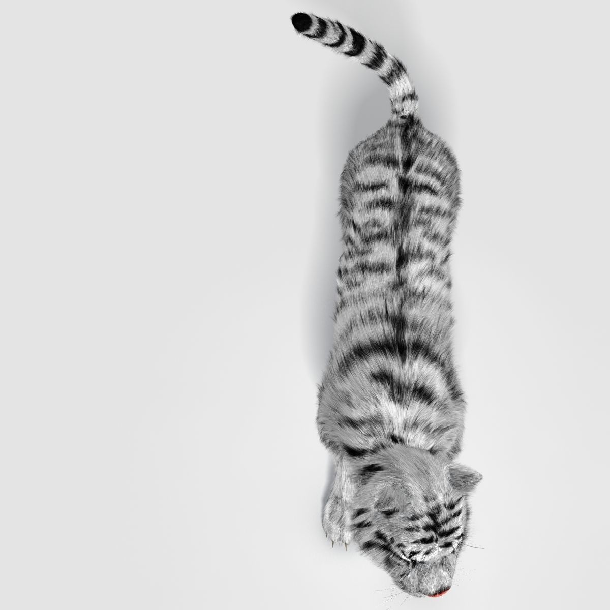 Siberian White Tiger v1 Low-poly 3D model_1