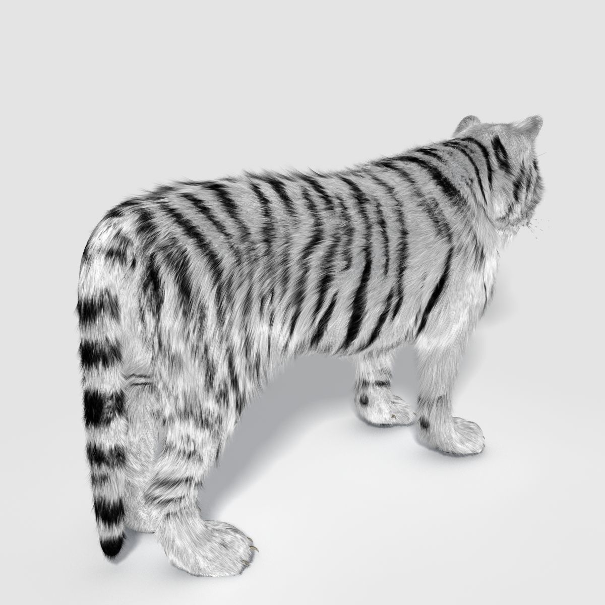 Siberian White Tiger v1 Low-poly 3D model_4