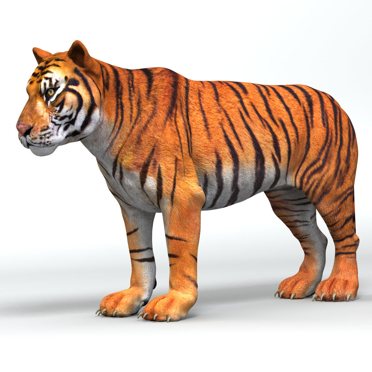 Amur Tiger v2 Low-poly 3D model_6