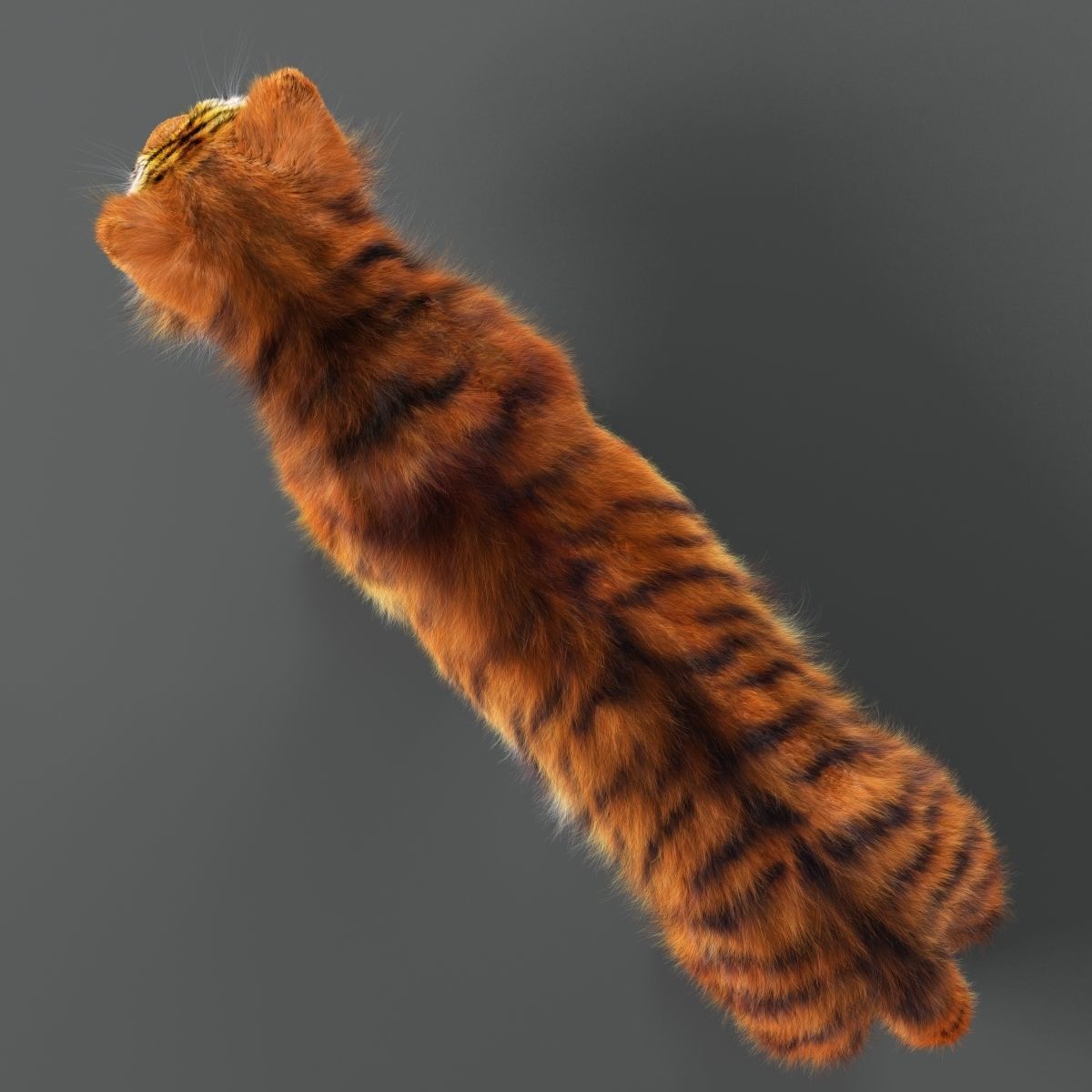 Amur Tiger v2 Low-poly 3D model_4