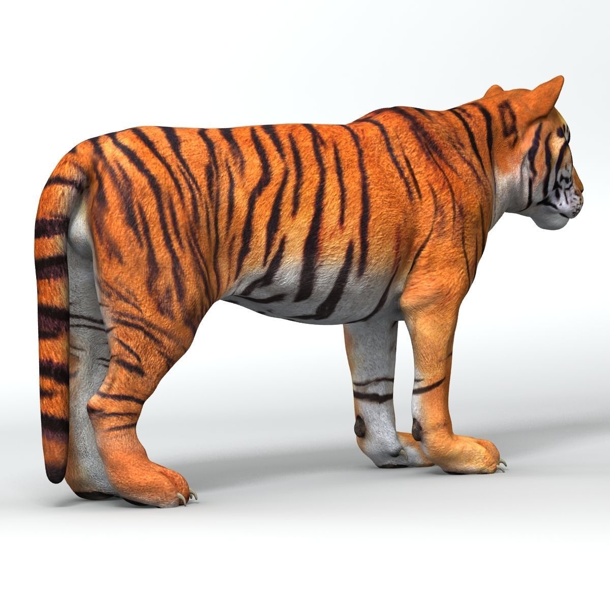 Amur Tiger v2 Low-poly 3D model_7