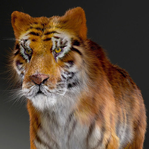 Amur Tiger v2 Low-poly 3D model