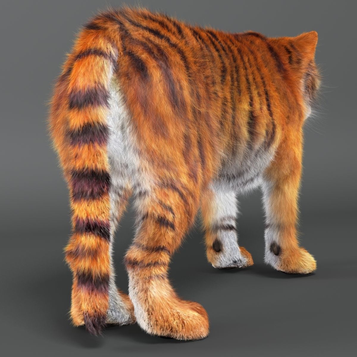 Amur Tiger v2 Low-poly 3D model_3