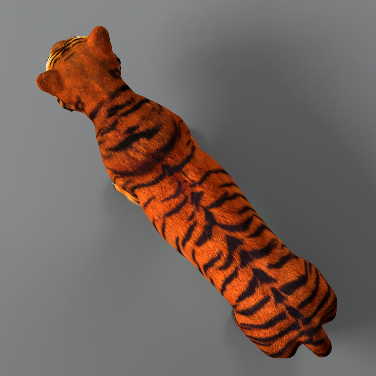 Amur Tiger v2 Low-poly 3D model_5
