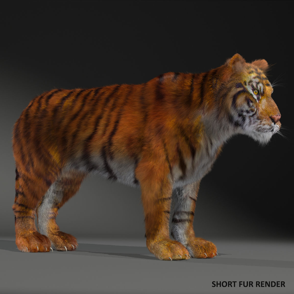 Amur Tiger v2 Low-poly 3D model_1