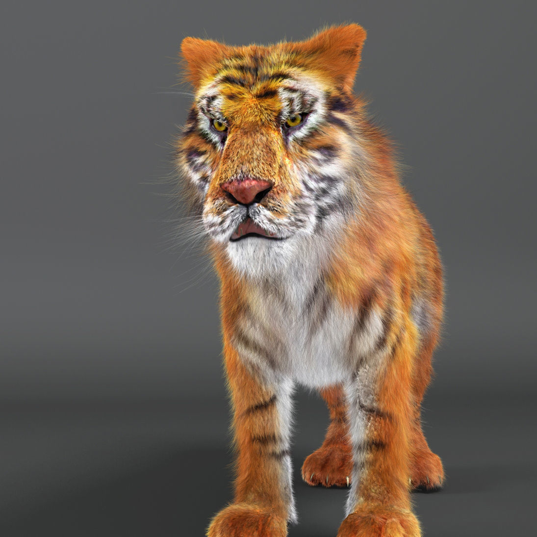 Amur Tiger v2 Low-poly 3D model_2