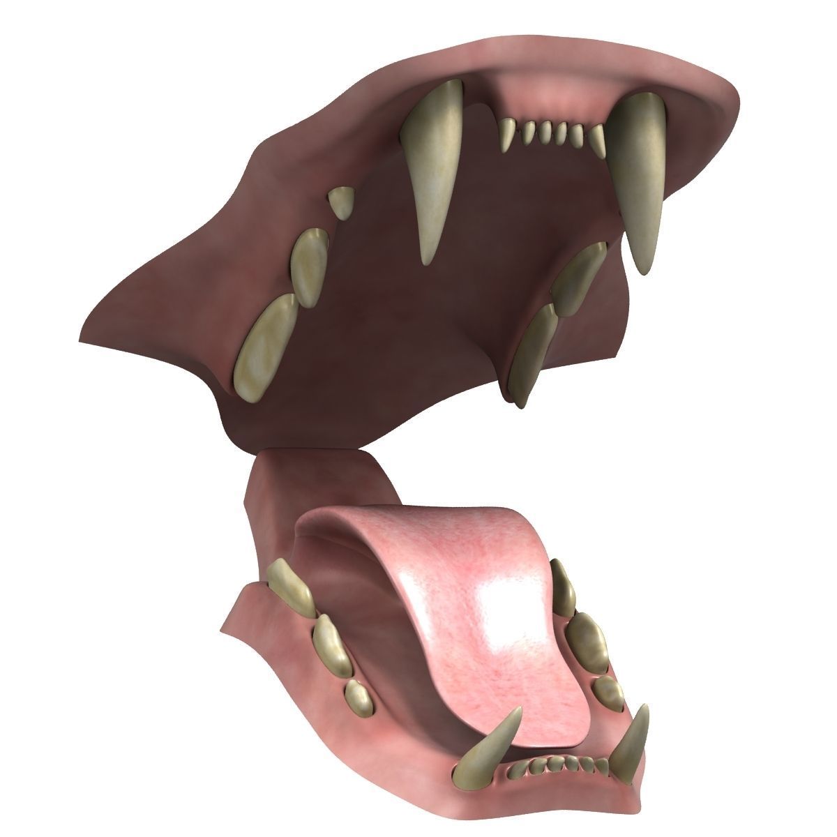 Rigged White Tiger v2 Low-poly 3D model_11