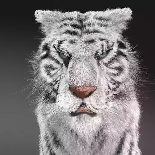 Rigged White Tiger v2 Low-poly 3D model