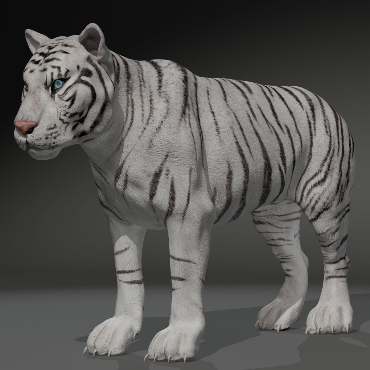 Rigged White Tiger v2 Low-poly 3D model_10