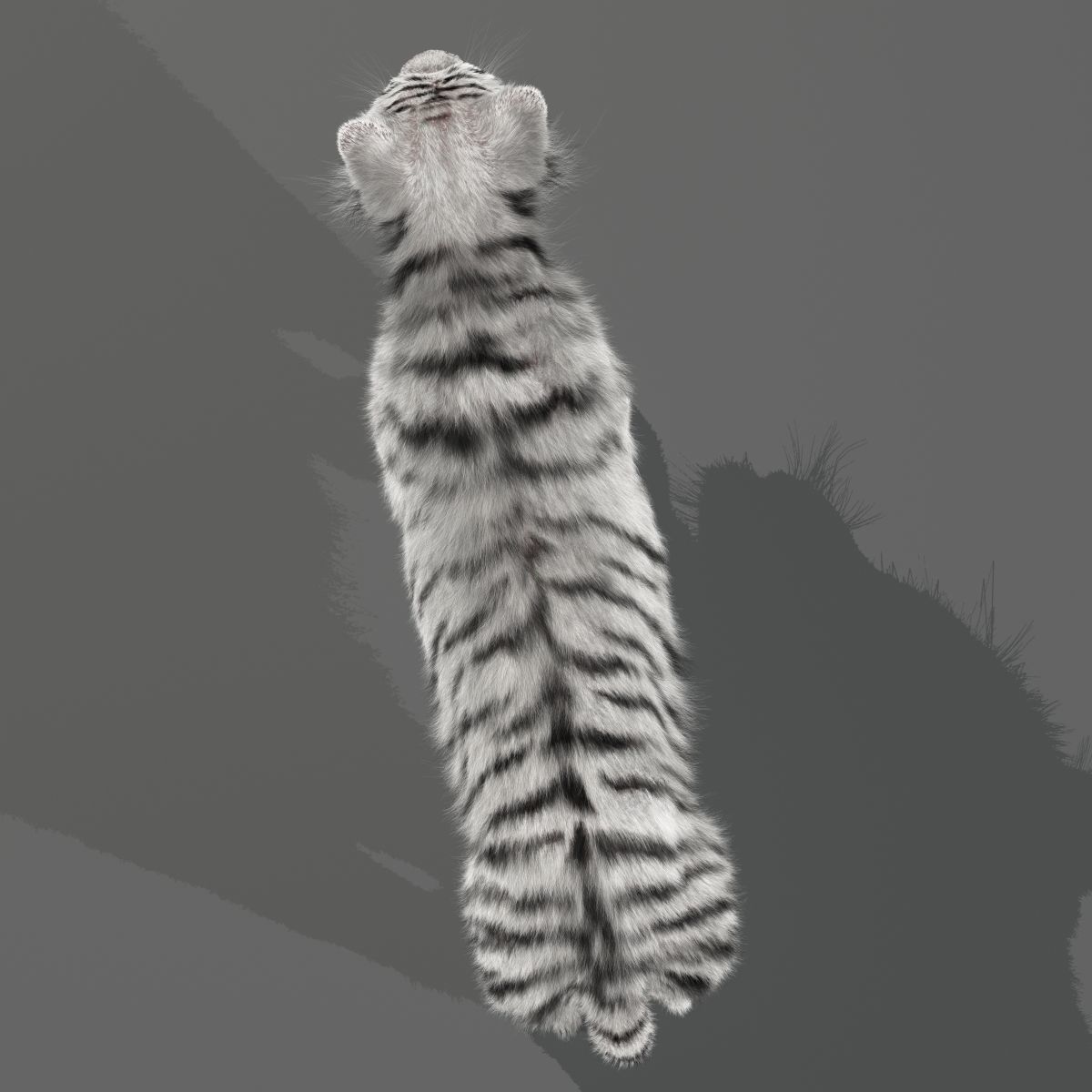 Rigged White Tiger v2 Low-poly 3D model_4