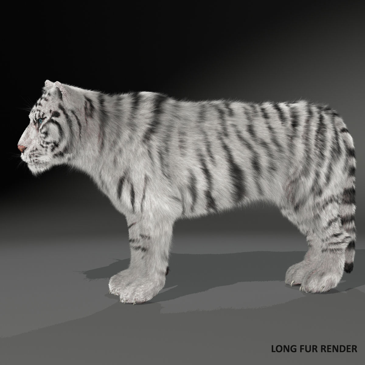 Rigged White Tiger v2 Low-poly 3D model_2