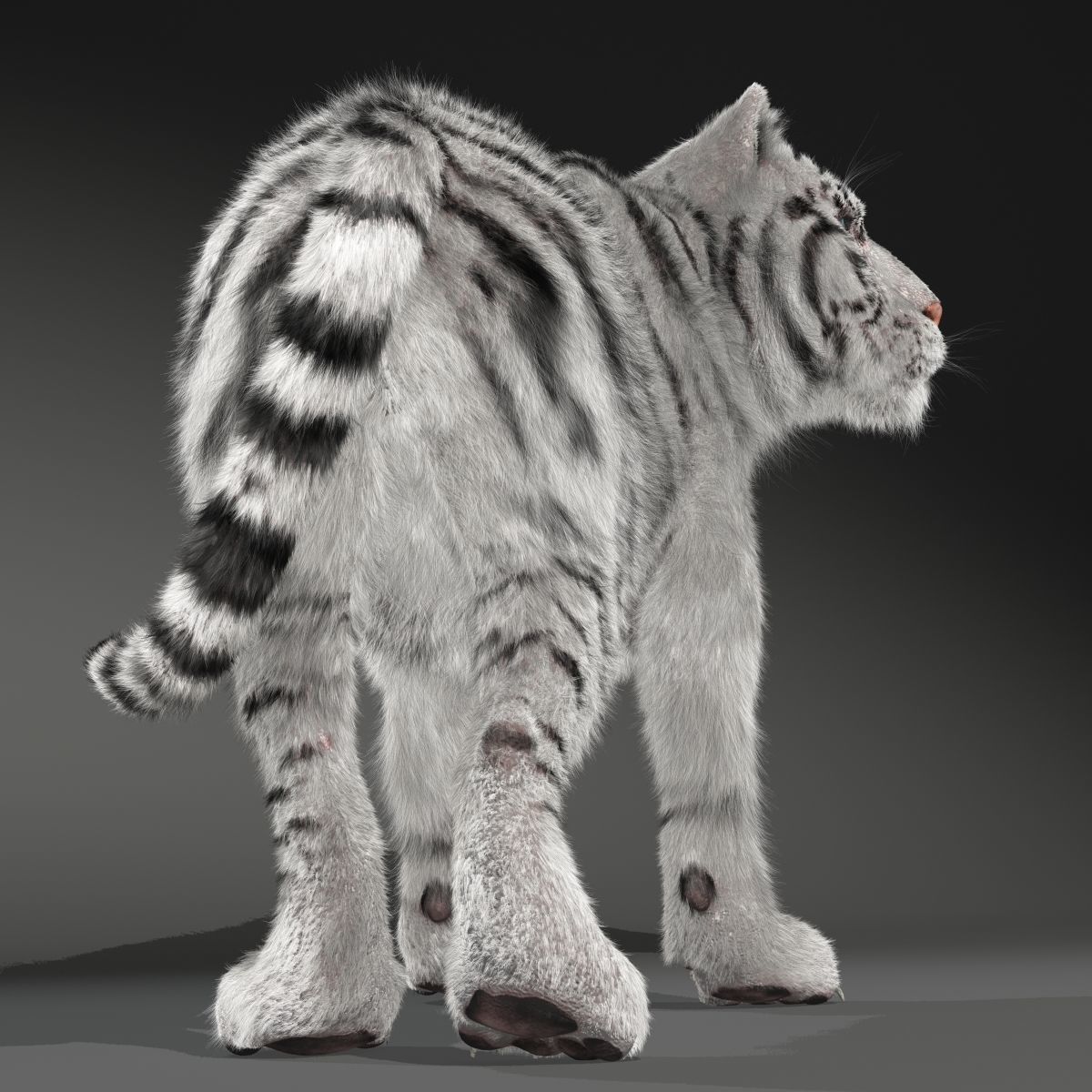 Rigged White Tiger v2 Low-poly 3D model_3