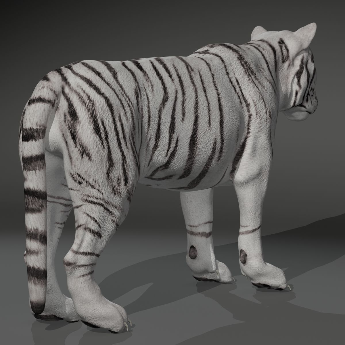 Rigged White Tiger v2 Low-poly 3D model_6