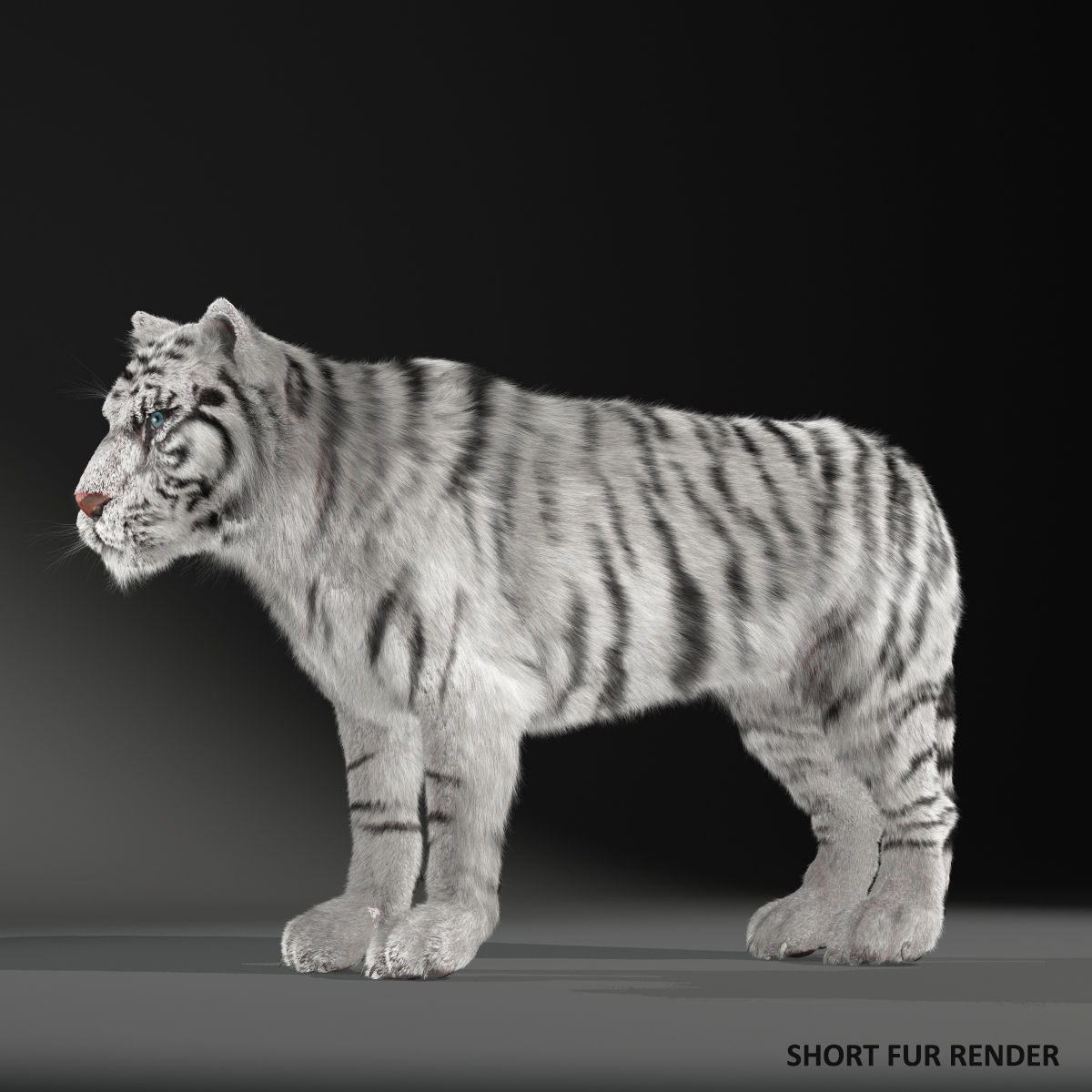 Rigged White Tiger v2 Low-poly 3D model_5