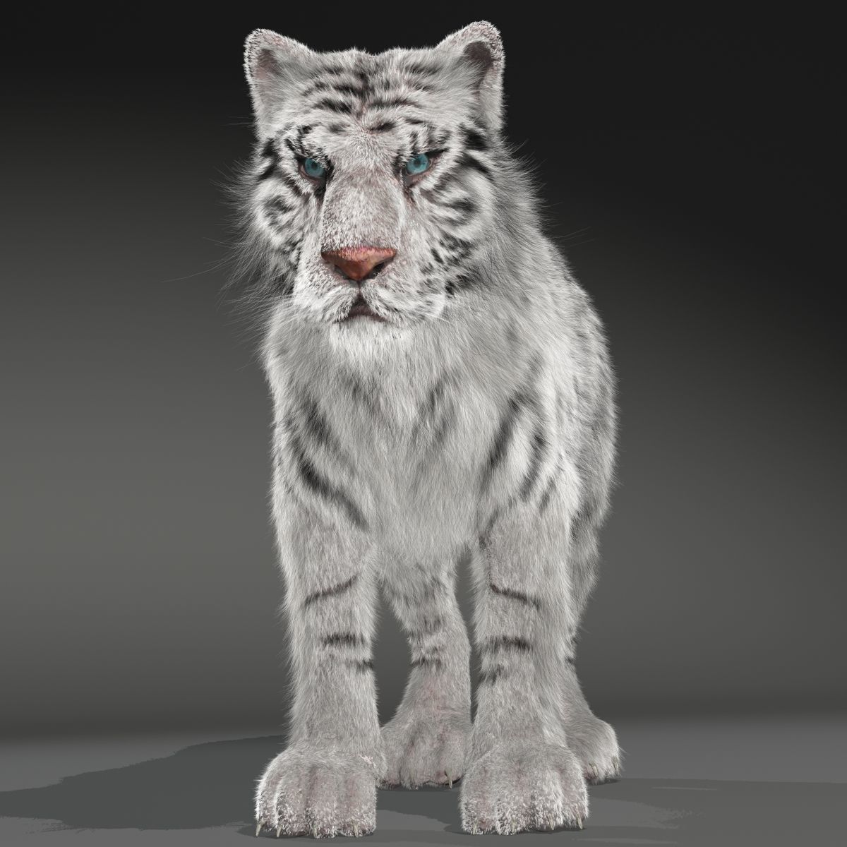 Rigged White Tiger v2 Low-poly 3D model_1