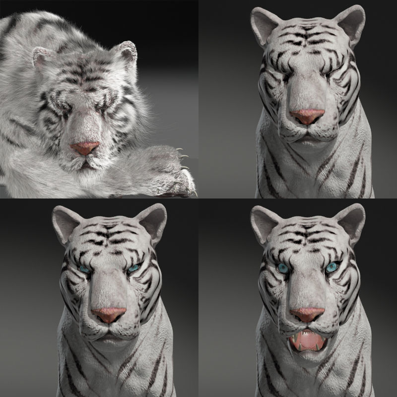 Rigged White Tiger v2 Low-poly 3D model_8