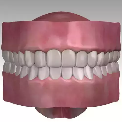 Low Poly Mouth Teeth Gums Tongue