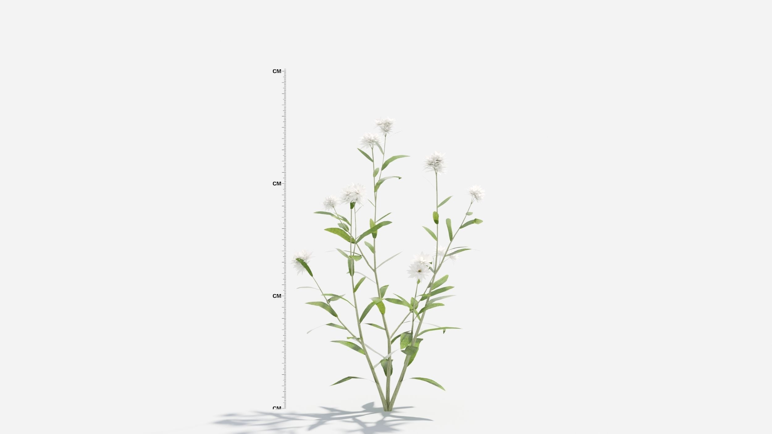 Anaphalis flower 3D model_4
