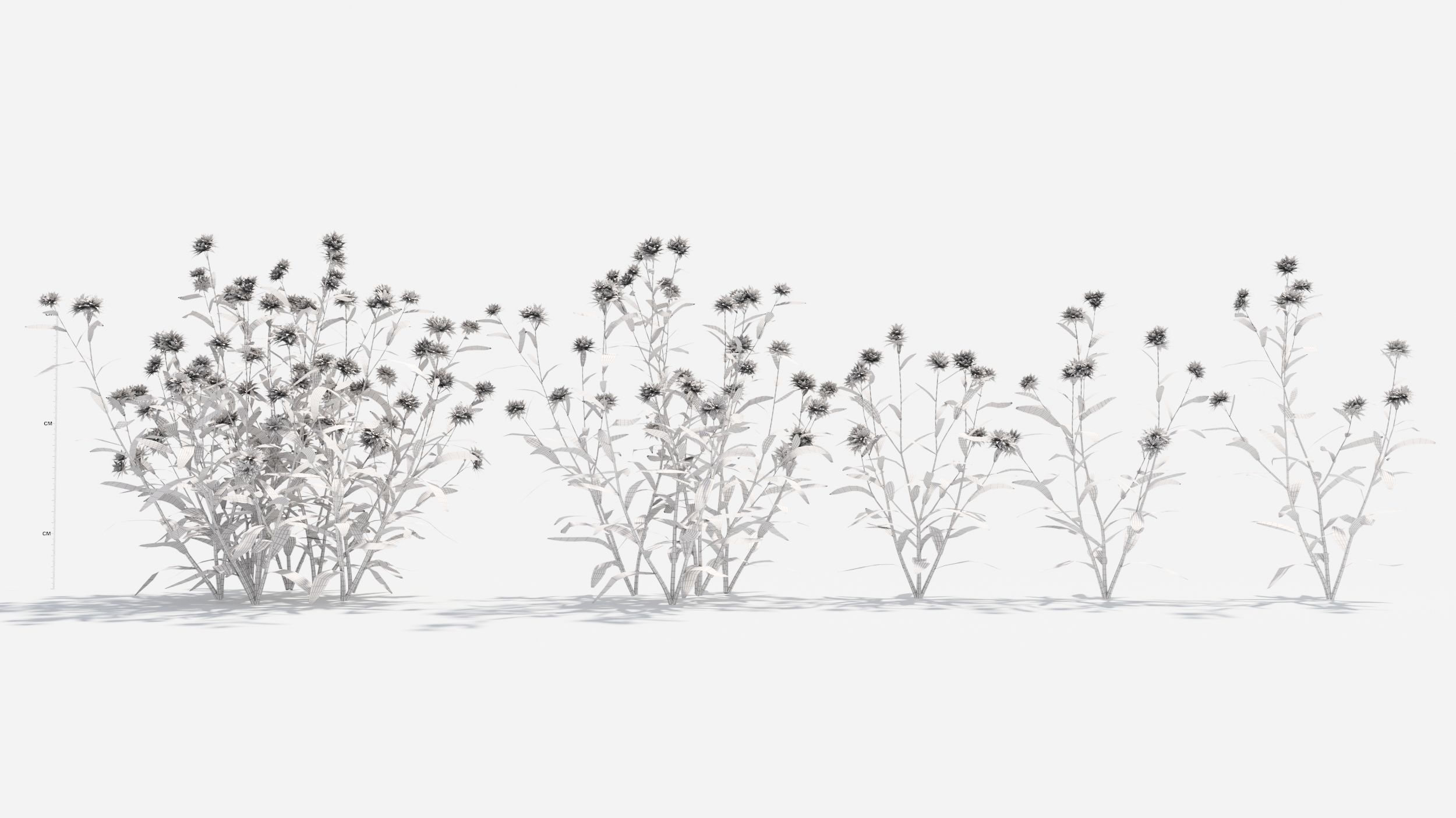 Anaphalis flower 3D model_9