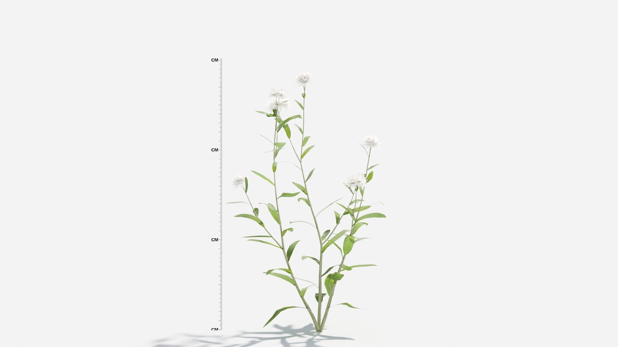 Anaphalis flower 3D model_5
