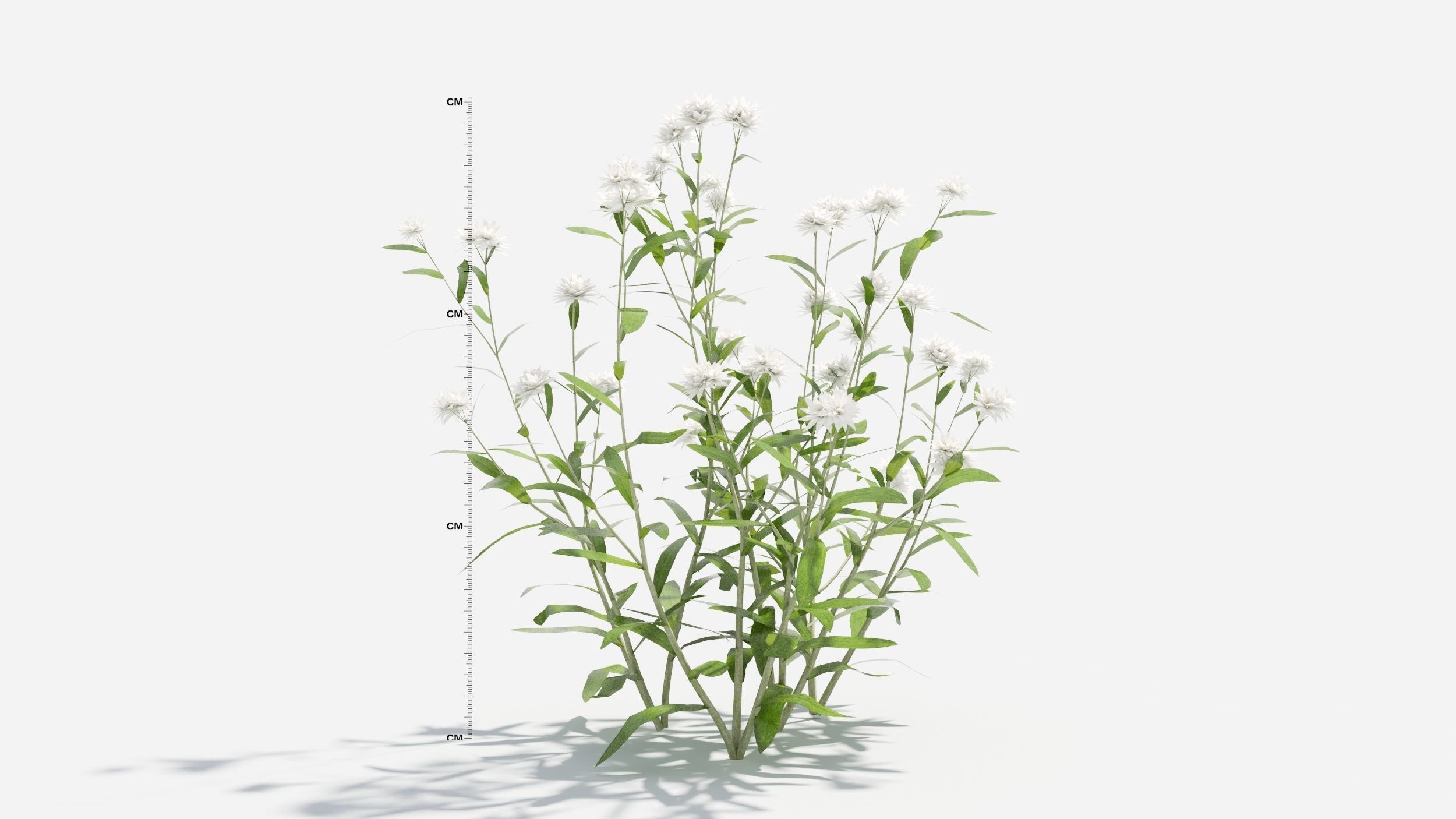 Anaphalis flower 3D model_2
