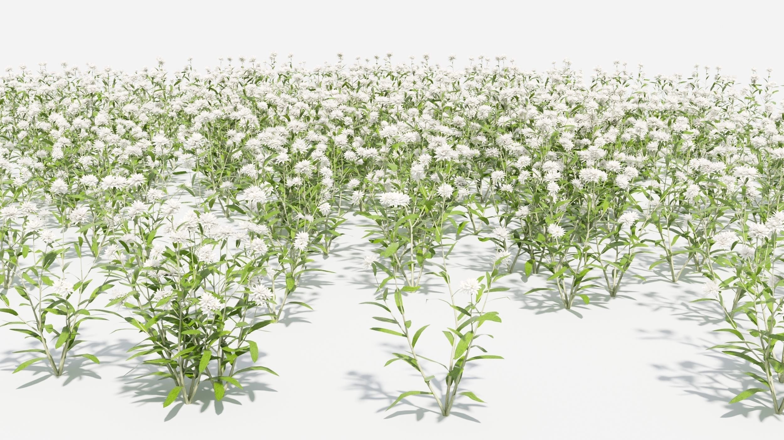 Anaphalis flower 3D model_8