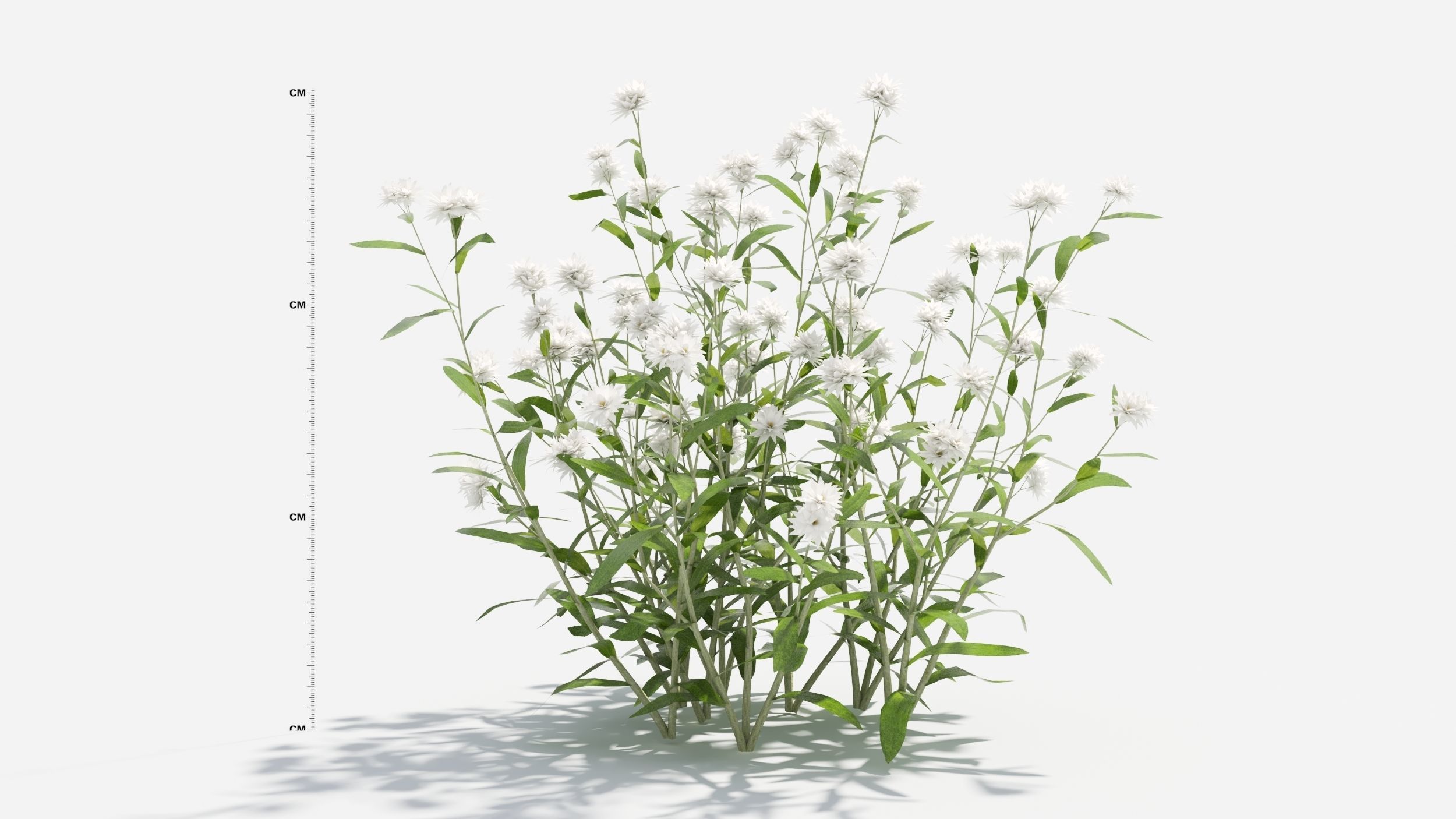 Anaphalis flower 3D model_1