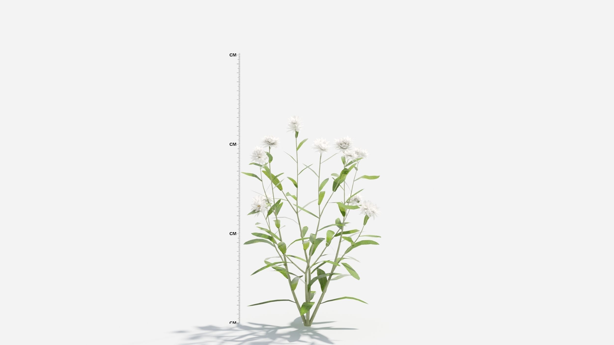 Anaphalis flower 3D model_3