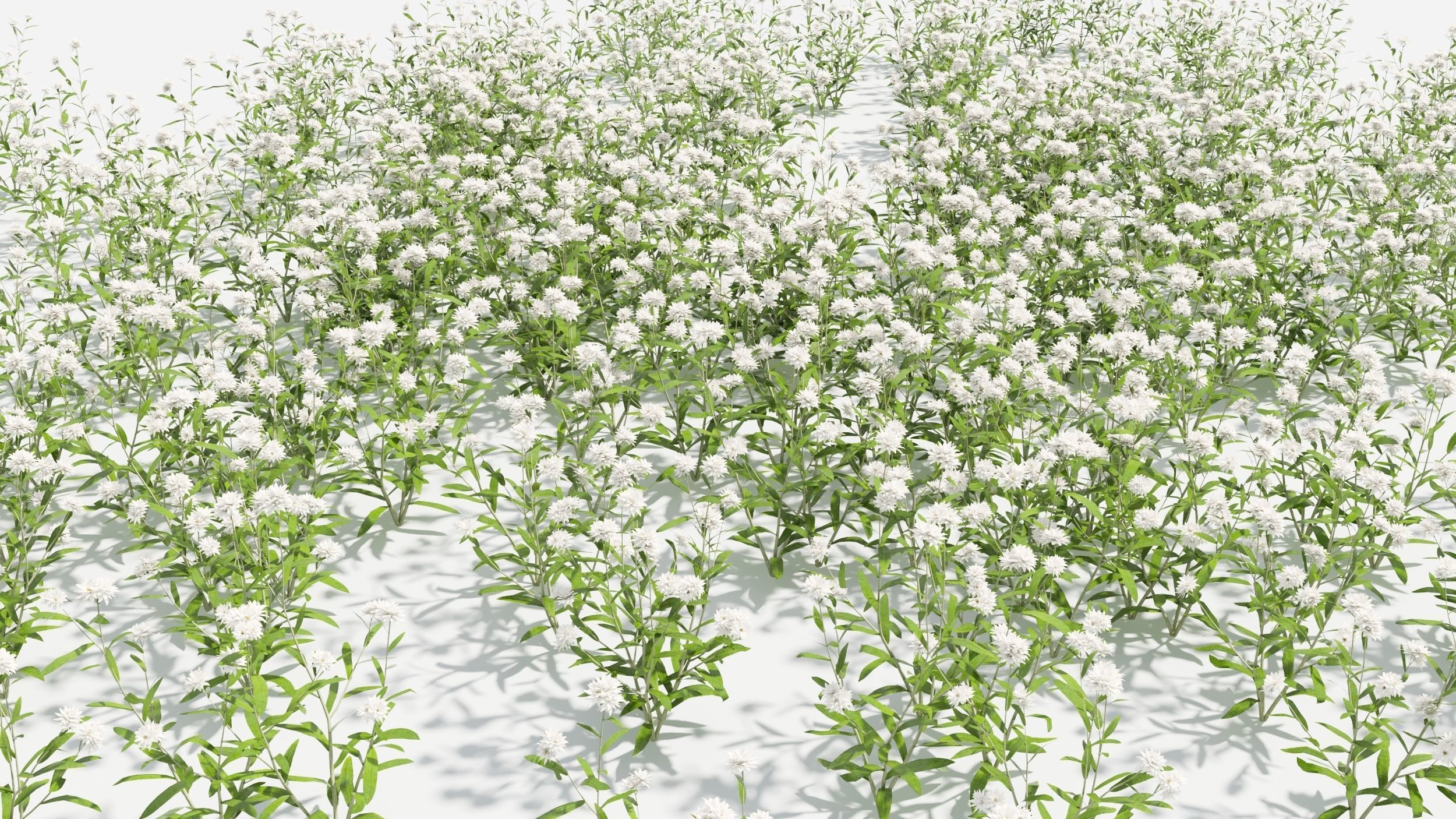 Anaphalis flower 3D model_7