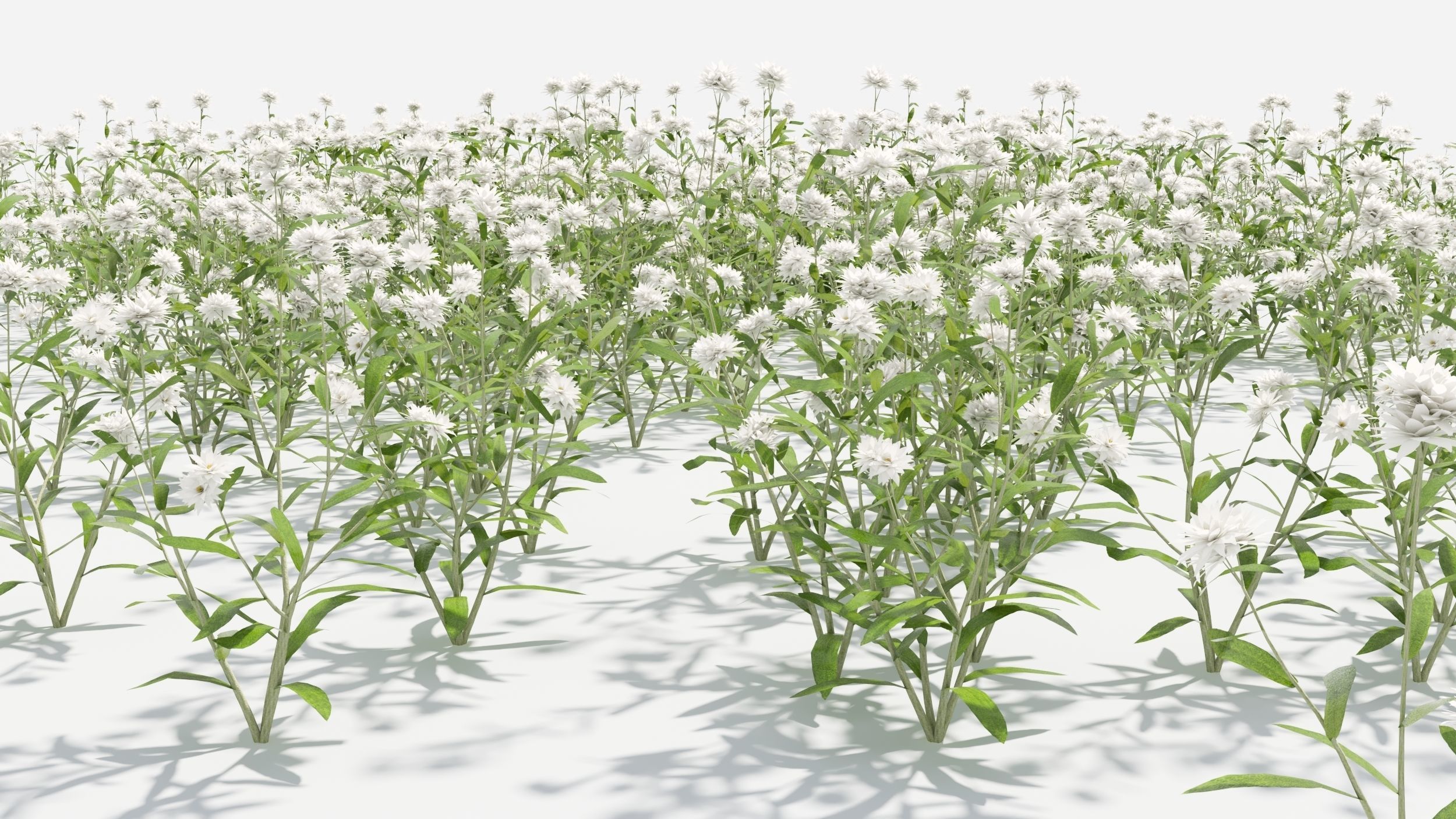 Anaphalis flower 3D model_6