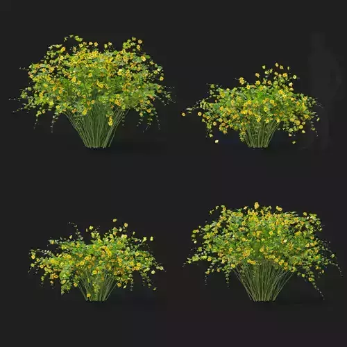 Kerria japonica flowering bush