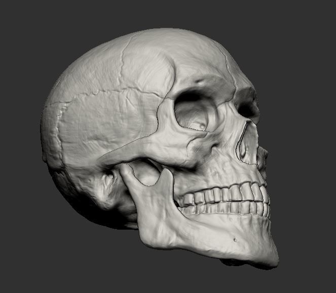 Skull 3D print model_5