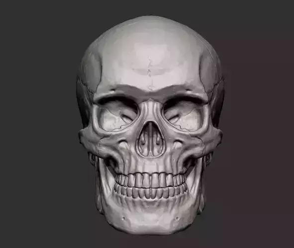 Skull