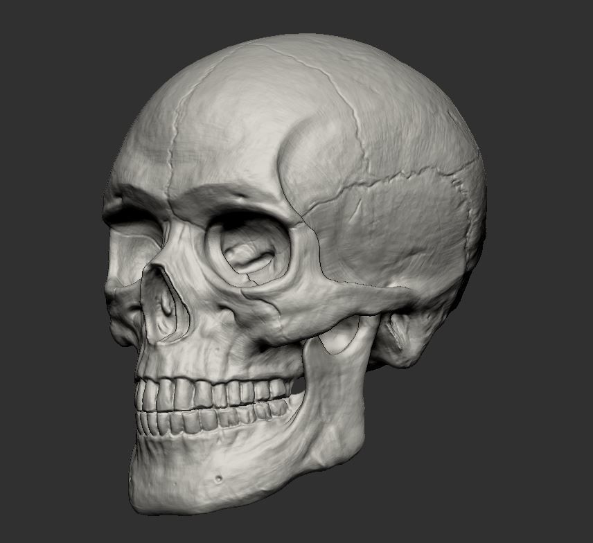 Skull 3D print model_2