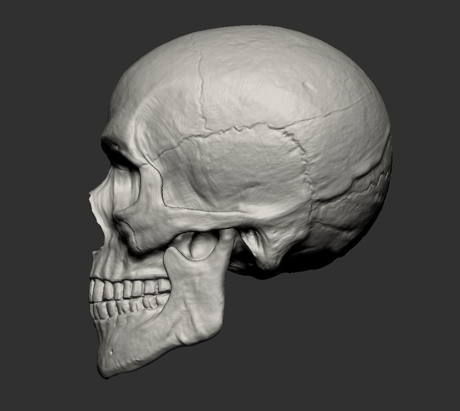 Skull 3D print model_3