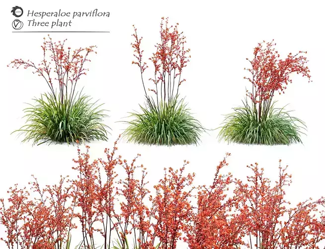 Hesperaloe parviflora