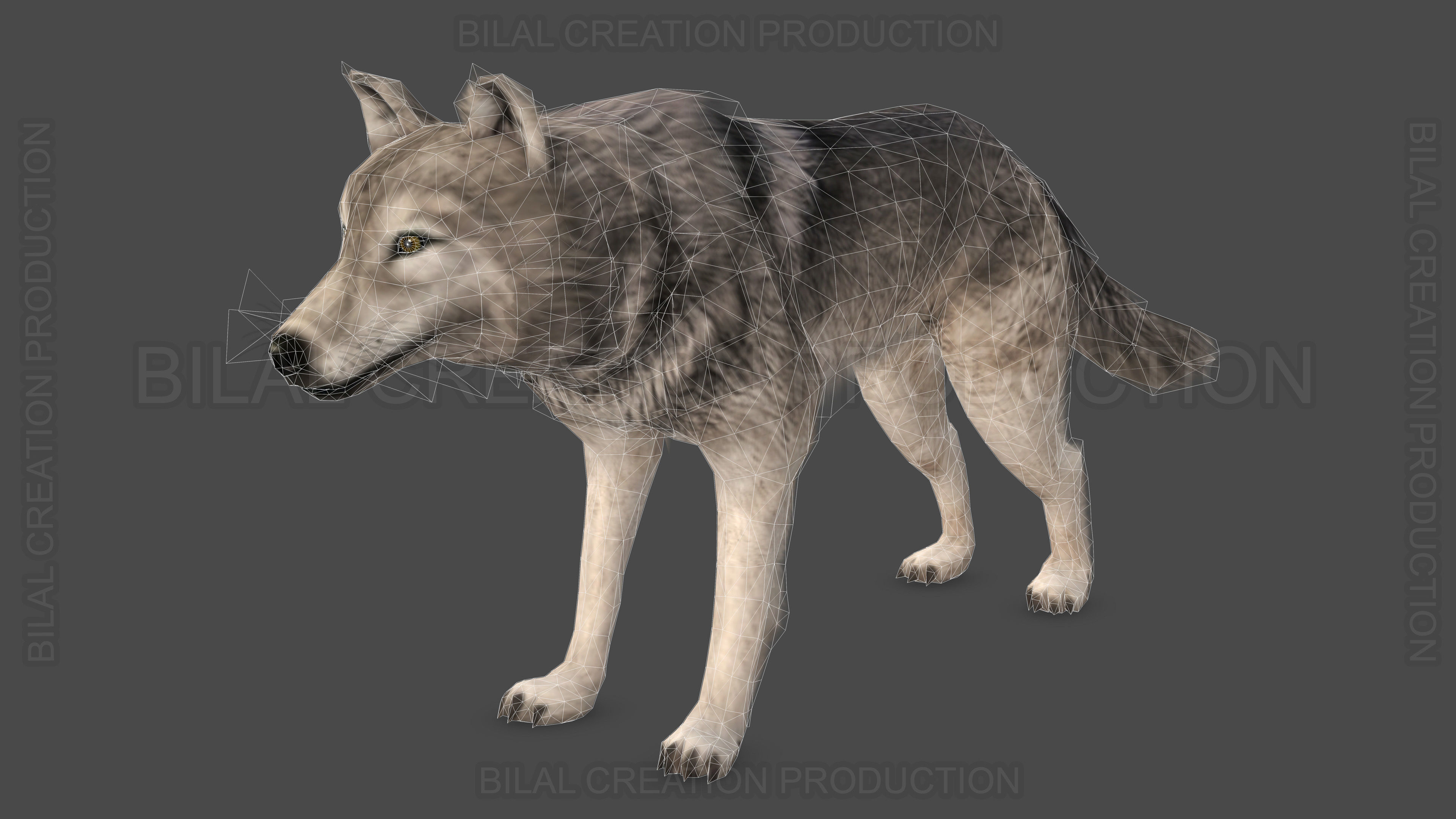 WOLF RIGGED ANIMATED 6 Low-poly 3D model_19