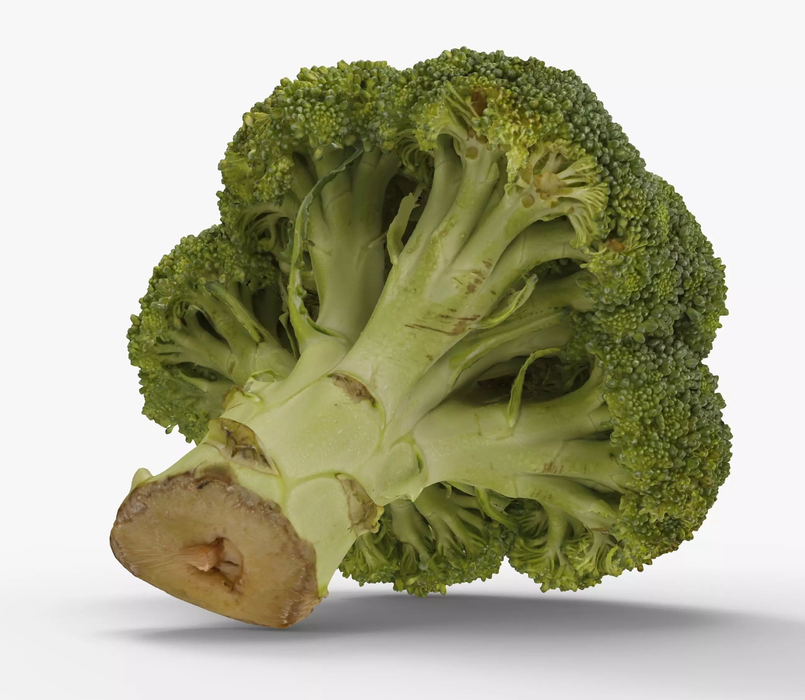 Broccoli 3d model piece of Low-poly 3D model_0