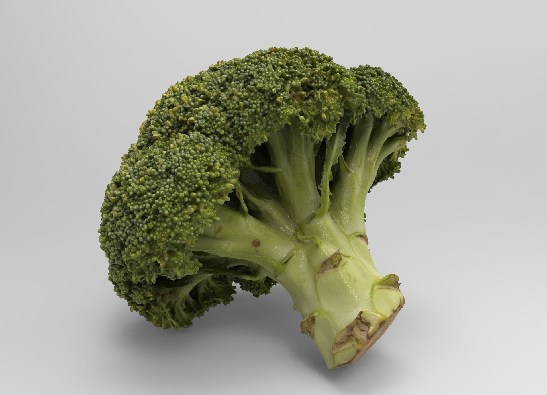 Broccoli 3d model piece of Low-poly 3D model_9