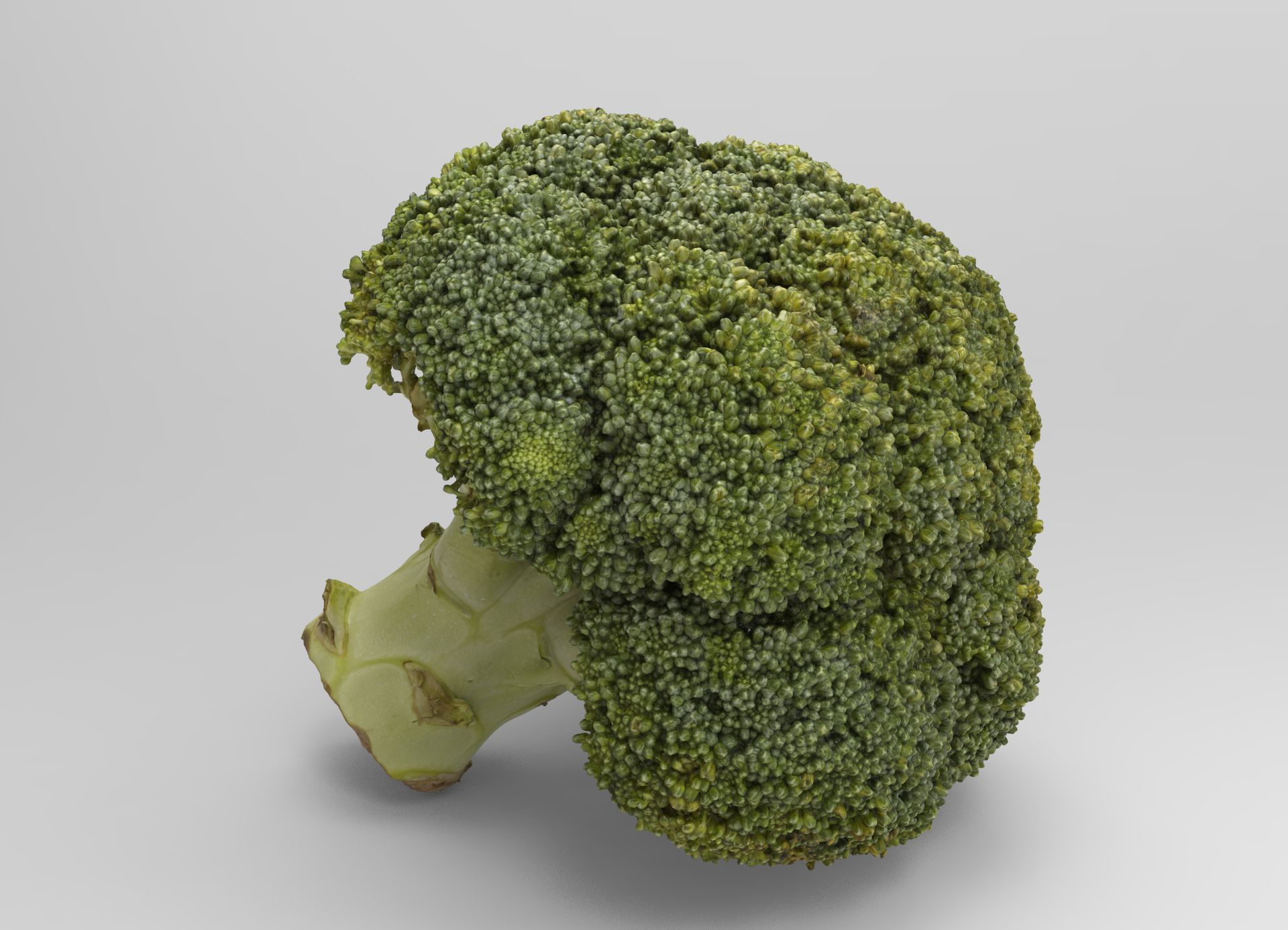 Broccoli 3d model piece of Low-poly 3D model_8