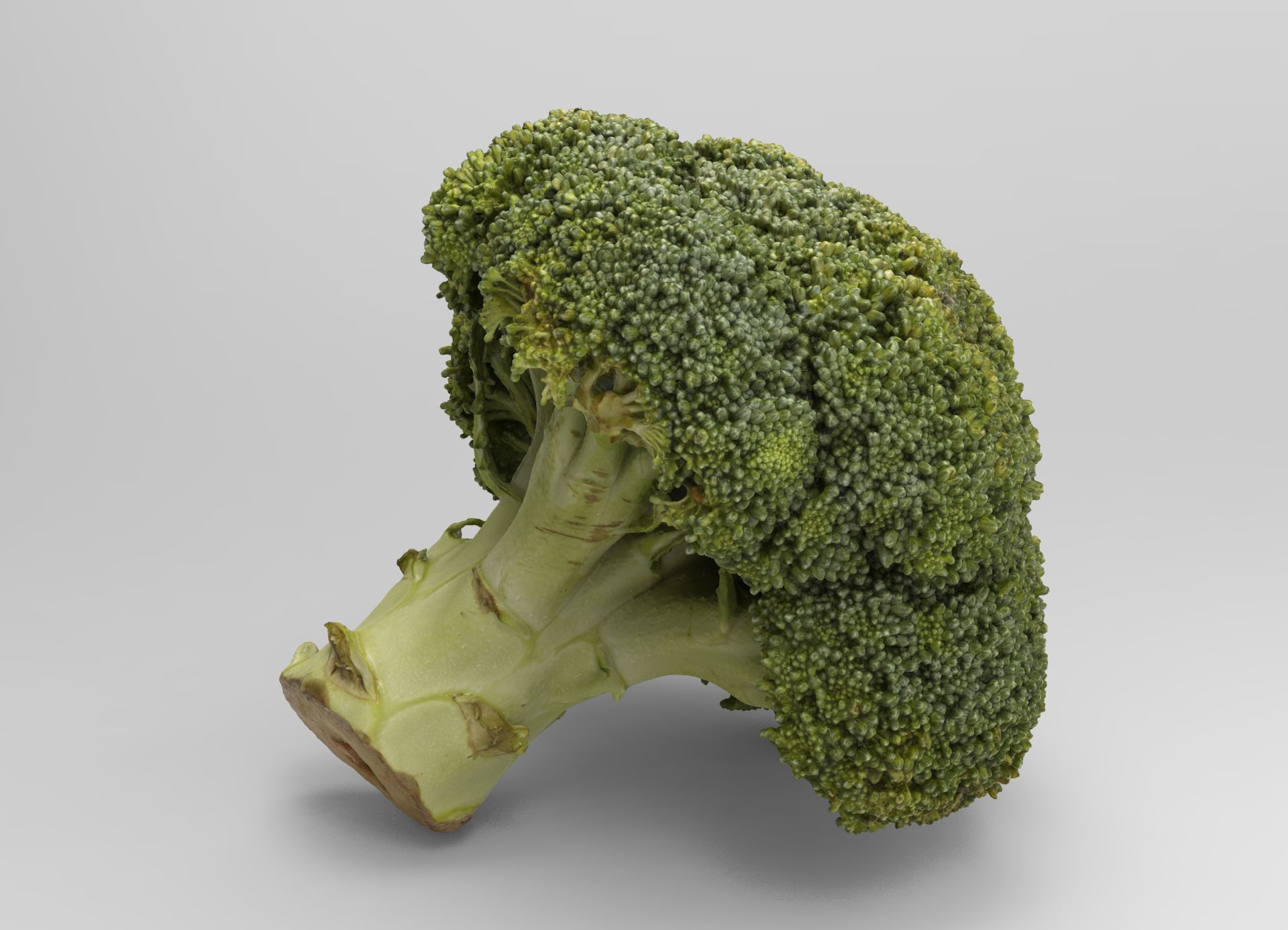 Broccoli 3d model piece of Low-poly 3D model_10