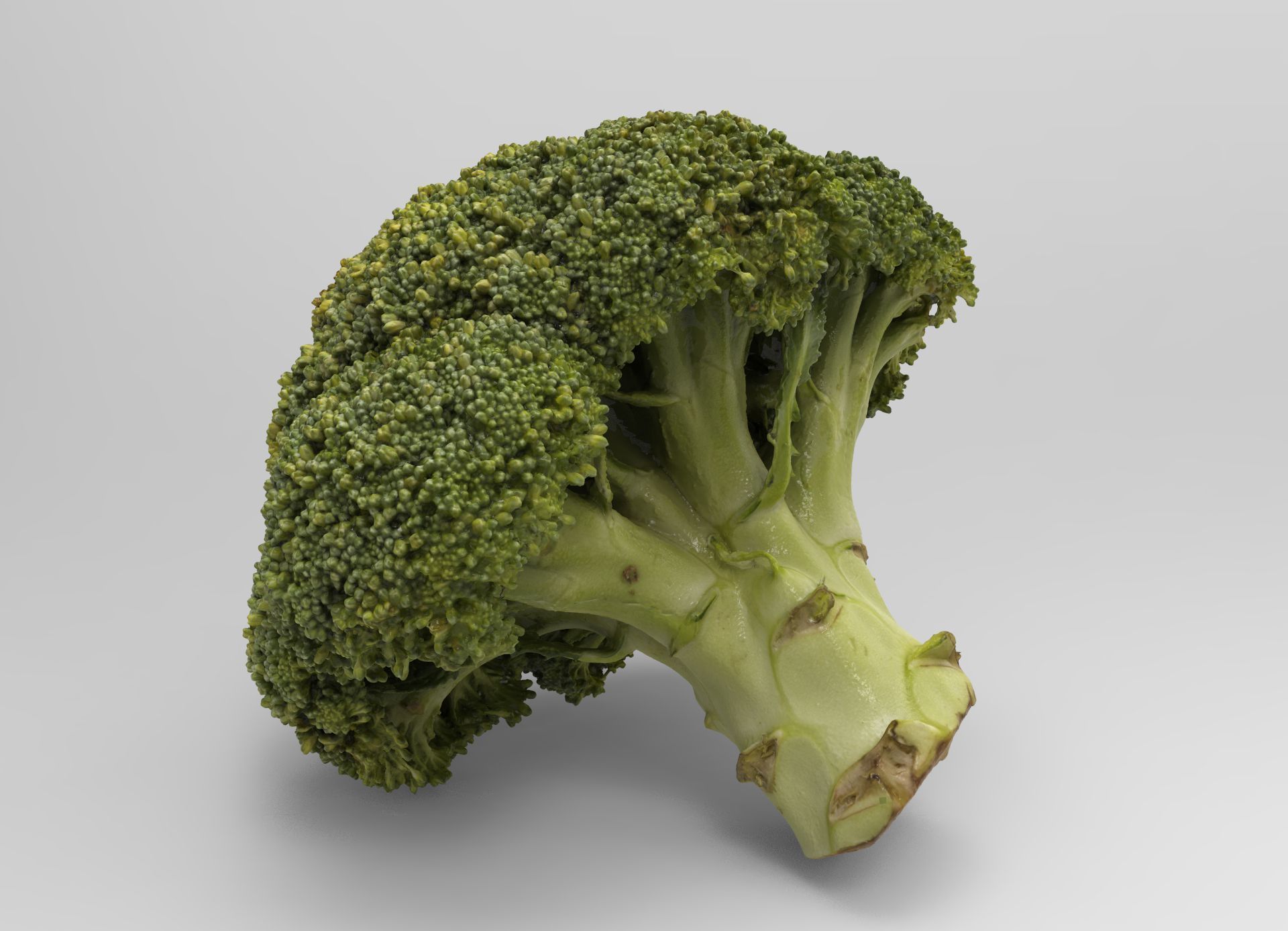 Broccoli 3d model piece of Low-poly 3D model_7