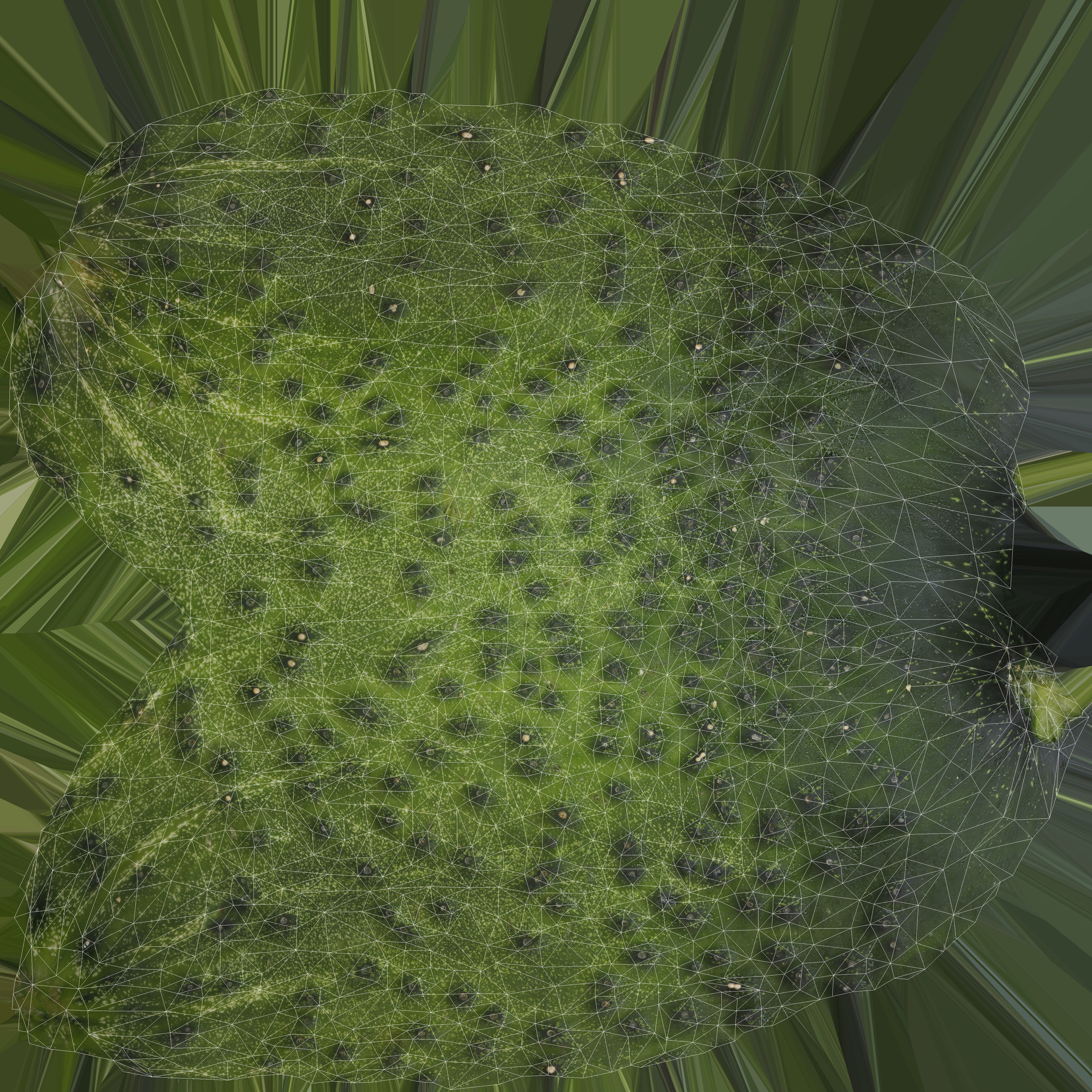 Cucumber 3d model Low-poly 3D model_4