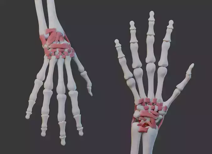 Wrist Joint Ligaments 3D model