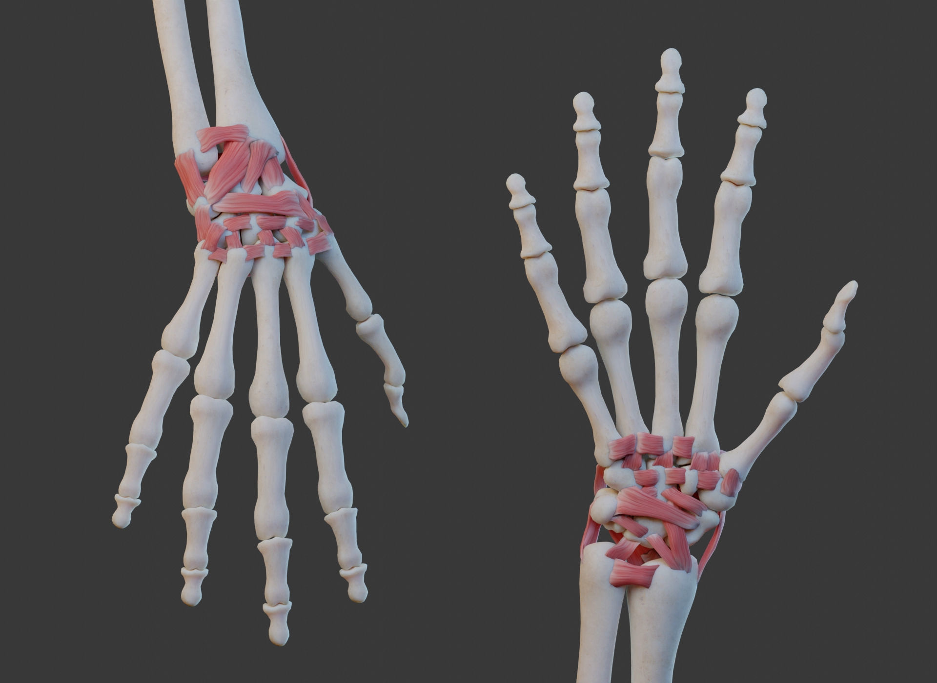 Wrist Joint Ligaments 3D model CGTrader