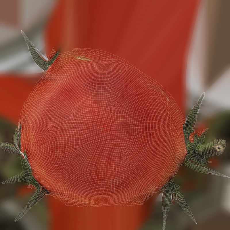 Tomato 3D model Low-poly 3D model_5