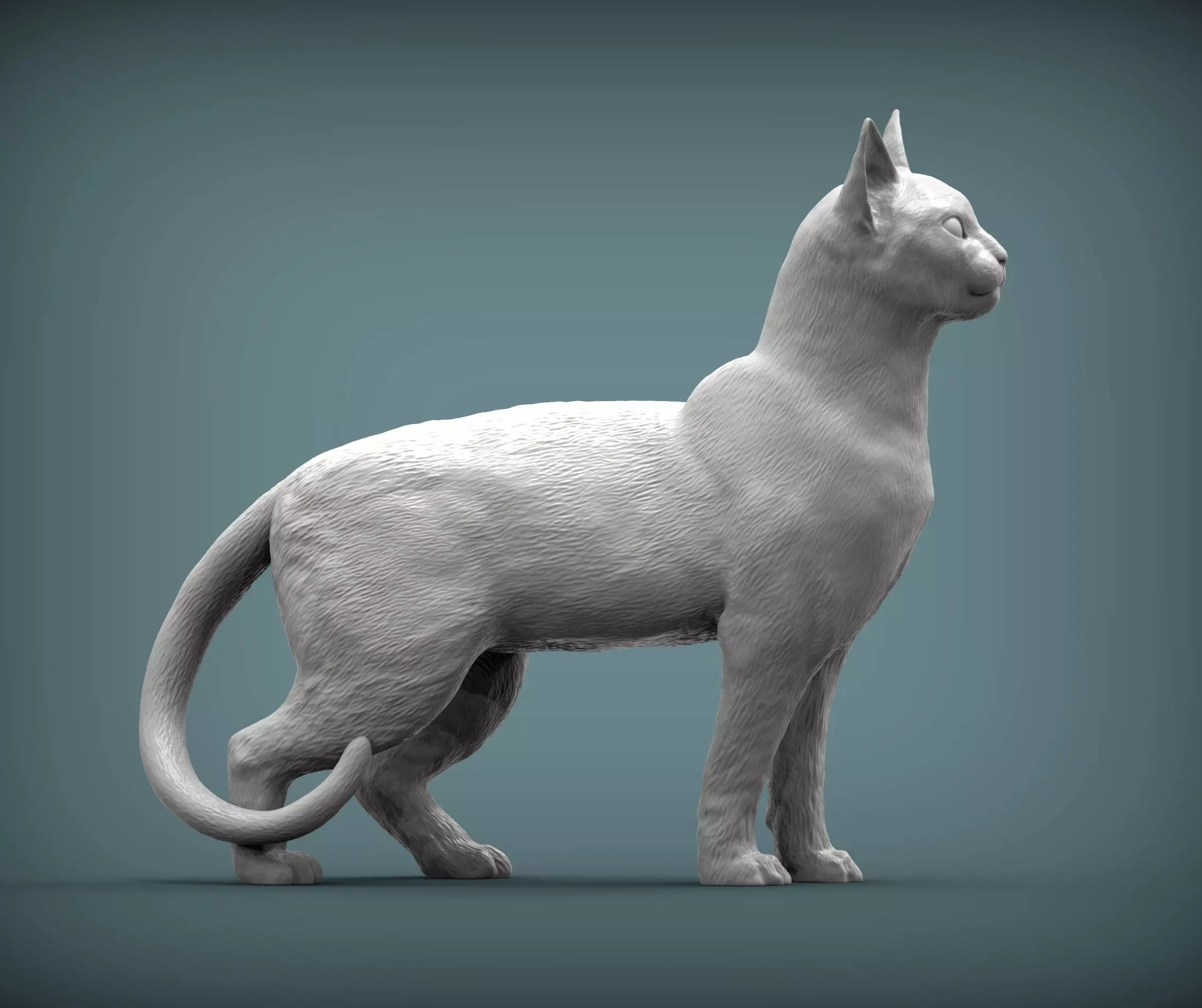 abyssinian cat 3D print model